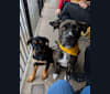 Regan, a Rottweiler and Bullmastiff mix tested with EmbarkVet.com