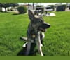 Kitchi, a German Shepherd Dog and Siberian Husky mix tested with EmbarkVet.com