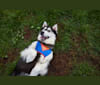 Argo, a Siberian Husky and Alaskan Malamute mix tested with EmbarkVet.com
