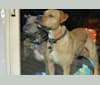 Photo of Niko, an American Pit Bull Terrier, American Staffordshire Terrier, and Boxer mix in North Carolina, USA
