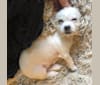 Apollonius, a Shih Tzu and Chihuahua mix tested with EmbarkVet.com