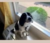 Photo of Murphy, a Beagle and Mixed mix in Huntington, West Virginia, USA