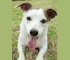 Burkoff, a Russell-type Terrier tested with EmbarkVet.com