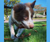 KINTOKI, a Shiba Inu and American Eskimo Dog mix tested with EmbarkVet.com