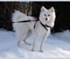 Leon, an American Eskimo Dog tested with EmbarkVet.com