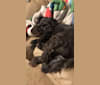 Zeke, a Poodle (Small) and Dachshund mix tested with EmbarkVet.com