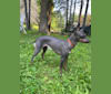 Rip It Up Karma Jo Eve, an American Hairless Terrier tested with EmbarkVet.com