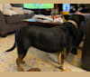 Lainey Lou, a Labrador Retriever and American Pit Bull Terrier mix tested with EmbarkVet.com