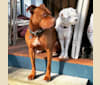 Photo of Cortéz, an American Pit Bull Terrier  in New Orleans, Louisiana, USA