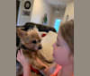 Anna, a Yorkshire Terrier tested with EmbarkVet.com