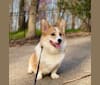 Kudzu (Zuzu), a Pembroke Welsh Corgi tested with EmbarkVet.com