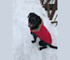 Photo of Octavia, a Boxer, American Pit Bull Terrier, and Labrador Retriever mix in Newfoundland and Labrador, Canada