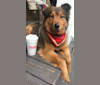 Winni, a Chow Chow and German Shepherd Dog mix tested with EmbarkVet.com