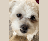 GGG (G3), a Chihuahua and Poodle (Small) mix tested with EmbarkVet.com