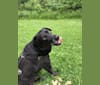 Charlie, a Labrador Retriever and Chow Chow mix tested with EmbarkVet.com