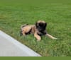 Stryder, an Eastern European Village Dog tested with EmbarkVet.com