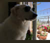 Photo of Abigail, an Eastern European Village Dog  in Roma, Lazio, Italia