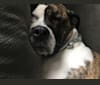 Louie, an American Bulldog and Rottweiler mix tested with EmbarkVet.com