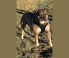 Rock Cruz, an American Bulldog and American Pit Bull Terrier mix tested with EmbarkVet.com