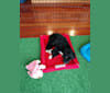 Remus, a Labrador Retriever and Boxer mix tested with EmbarkVet.com