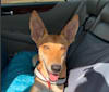 Photo of Banbury Cross Mochi, a Carolina Dog  in Aiken, SC, USA