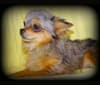 Merlin, a Chihuahua tested with EmbarkVet.com