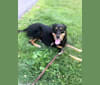 Duke, a Rottweiler and Siberian Husky mix tested with EmbarkVet.com