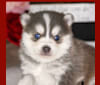 Arctic Hazel’s pup, a Pomsky tested with EmbarkVet.com