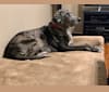 Jelly Bean, a Catahoula Leopard Dog and Golden Retriever mix tested with EmbarkVet.com