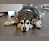 Harley, a Siberian Husky and Beagle mix tested with EmbarkVet.com