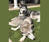 "Big Boy" Kona (BBK), a Siberian Husky and Alaskan Malamute mix tested with EmbarkVet.com