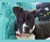 Stella, an American Pit Bull Terrier and American Staffordshire Terrier mix tested with EmbarkVet.com