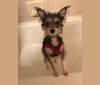 Lola Boogs, a Chihuahua and Maltese mix tested with EmbarkVet.com