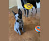 Olivia, an Australian Cattle Dog tested with EmbarkVet.com