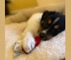 Koda, an American Pit Bull Terrier and German Shepherd Dog mix tested with EmbarkVet.com