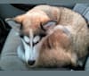 Wild Side of the Moon (Aleuna) a dog tested with EmbarkVet.com