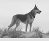Rohan, an Australian Kelpie and German Shepherd Dog mix tested with EmbarkVet.com