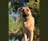 Gus, a German Shepherd Dog and American Pit Bull Terrier mix tested with EmbarkVet.com