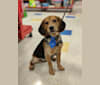 Ethan, a Beagle and Chinese Shar-Pei mix tested with EmbarkVet.com