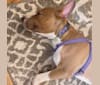 Morty, an American Pit Bull Terrier and American Staffordshire Terrier mix tested with EmbarkVet.com