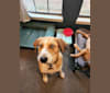 Charlemagne, an Australian Cattle Dog and Beagle mix tested with EmbarkVet.com