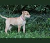 Fizz, a Carolina Dog tested with EmbarkVet.com