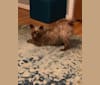 Weezie Rose, a Miniature Pinscher and Rat Terrier mix tested with EmbarkVet.com
