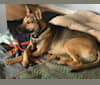 Kai, a Formosan Mountain Dog and Akita mix tested with EmbarkVet.com