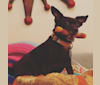 Davina, a Chihuahua and Rat Terrier mix tested with EmbarkVet.com