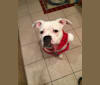 Fiona, an American Bulldog tested with EmbarkVet.com