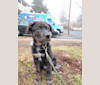 Photo of Zuko, a German Shepherd Dog, Rottweiler, and American Bully mix in Hamden, Connecticut, USA