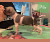 Netflix, an American Hairless Terrier tested with EmbarkVet.com