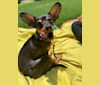 Remy, a Dachshund and Chihuahua mix tested with EmbarkVet.com