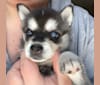 Kirby, an Alaskan Klee Kai tested with EmbarkVet.com